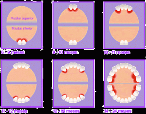 denticion